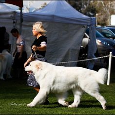 a woman walking a large white dog across a grass covered field with tents in the background