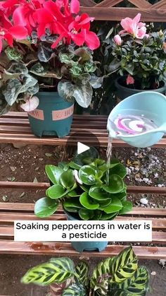 some potted plants sitting on top of a wooden bench next to another planter