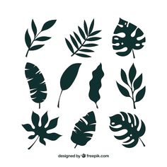 tropical leaves silhouettes on white background