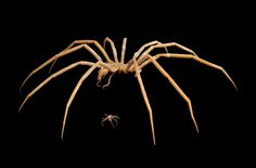 a large spider with long legs on black background