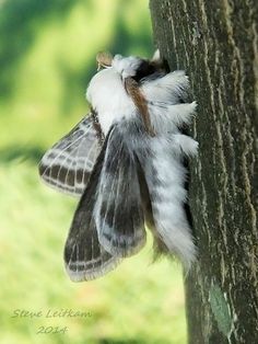 a close up of a moth on a tree