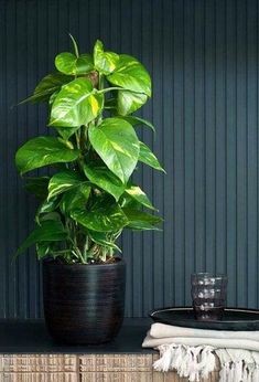 Plants Without Sunlight, Office Plants Desk, Indoor Plants Low Light, Epipremnum Pinnatum, Desk Plants, Money Plant, Herbs Indoors, Jade Plants