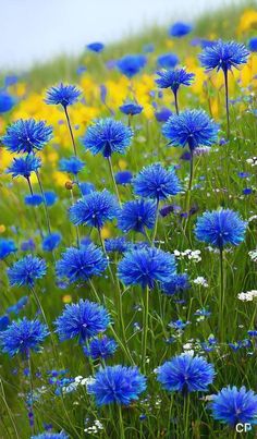 blue flowers are growing in the grass