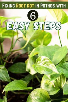 Pothos Plant Care | Indoor Plant Problems - root rot in pothos -signs of root rot pothos -Pothos root rot treatment
- Cure root rot in Pothos plants
- Easy steps to fix Pothos root rot
- Pothos root rot recovery
- Preventing root rot in Pothos
- Saving Pothos from root decay
- Pothos plant root rot remedy
- Healing root rot in Pothos
- Pothos care for root health
- eversing root rot in Pothos
- Signs of root rot in Pothos
- Repotting Pothos with root rot
- Soil change for Pothos root rot Root Rot, Rubber Plant, Plant Health, Hardy Plants