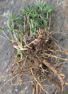 some very pretty looking plants growing out of the ground on a stone surface with roots all around it