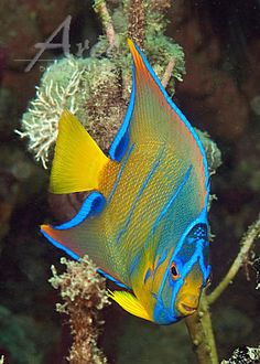 a blue and yellow fish is swimming in the water near some corals with seaweed