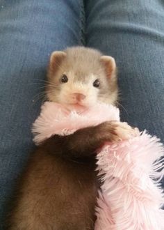 a ferret is sitting on someone's lap with a pink scarf around its neck