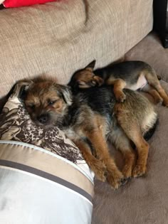 two puppies cuddle together on the couch