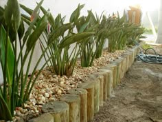 there are many plants that are growing in the garden bed next to the wall and fence