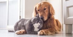 a dog and cat laying on the floor next to each other