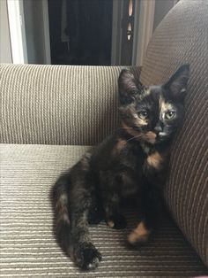 a black and brown cat sitting on top of a couch