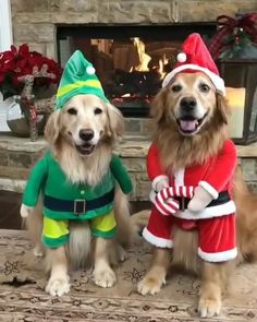 two dogs dressed as santa clause and elf