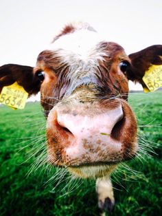 a brown and white cow standing on top of a lush green grass covered field with yellow tags in it's ears