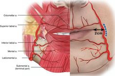 Anatomy Of The Face, Vascular Anatomy, Skin Anatomy, Aesthetic Dermatology, Facial Anatomy, Dental Anatomy, Facial Nerve, Face Anatomy, Facial Fillers