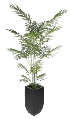 a plant in a black pot on a white background