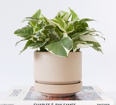 a potted plant sitting on top of a stack of magazines