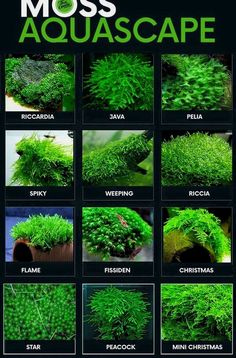 moss aquascape is shown in this poster