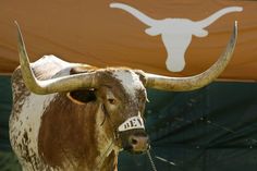 a longhorn bull with large horns standing in front of an orange and white banner