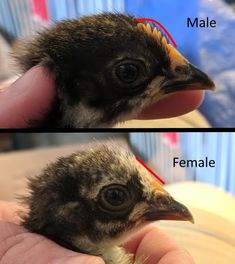 two pictures of a baby bird being held by someone's hand with the words male and female on it