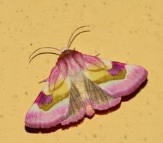 a pink and yellow moth sitting on top of a table