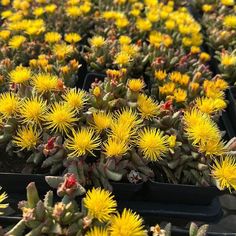 many yellow flowers are in black trays