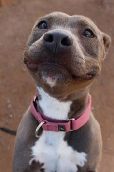 a dog looking up at the camera with its mouth open and tongue out, saying i'm happy and i know it