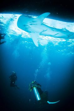 ジンベエザメ Whale Sharks, Koh Tao, Whale Shark, Tao, Airplane View, Diving