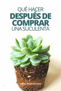 a small succulent plant sitting on top of a white surface with the words que hacer despues de comprar una succulenta