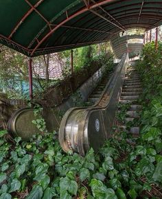 an abandoned set of stairs in the middle of some bushes and plants on either side of it