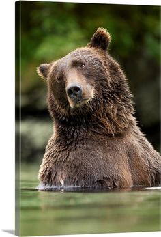 a brown bear is swimming in the water