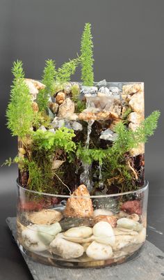 a glass container filled with rocks and plants