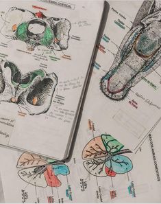 two notebooks with drawings of animals and their parts on top of eachother