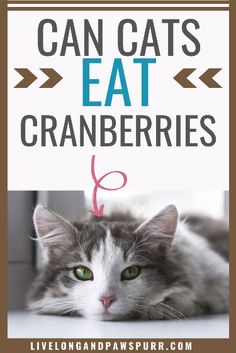 a gray and white cat laying on top of a window sill with the words can cats eat cranberries?