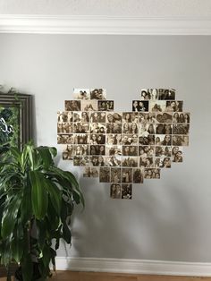 a potted plant sitting next to a wall with pictures on it