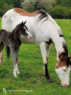 a horse and its foal are standing in the grass