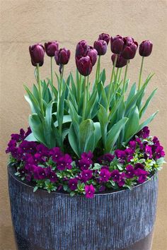 purple flowers are growing in a pot on the ground