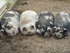 four pigs are laying in the dirt together