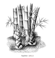 an ink drawing of bamboo trees