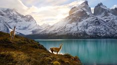 two llamas standing on the side of a mountain overlooking a body of water