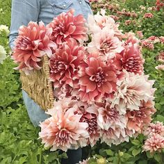 a woman holding a basket full of pink flowers in a flower field with green grass