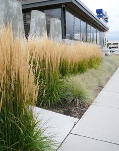 some tall grass next to a building