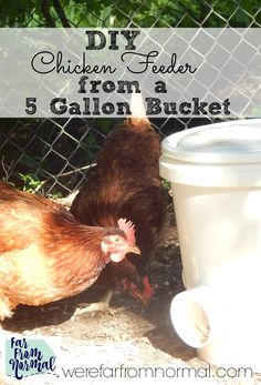 a chicken standing next to a bucket with the words diy chicken feeder from a 5 gallon bucket