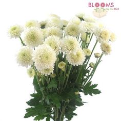 a vase filled with white flowers on top of a table