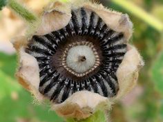 a close up view of a flower that looks like it is dying