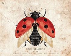 a ladybug is sitting on top of a piece of paper with the words cocci