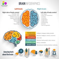 the brain is labeled in different languages, including words and pictures on each side of it