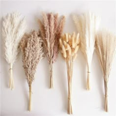 five different types of dried flowers are lined up in a row on a white background