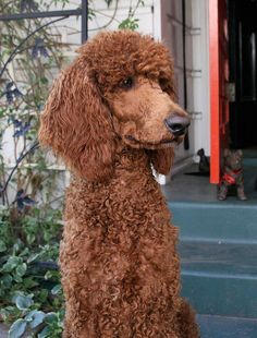 a brown dog sitting on top of a blue step next to a bush and door