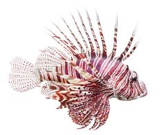 a red and white lion fish with the words pibia - jeb below it