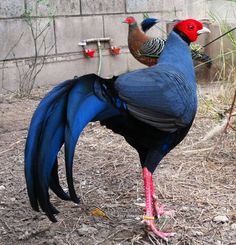 a blue and red bird standing on top of dry grass